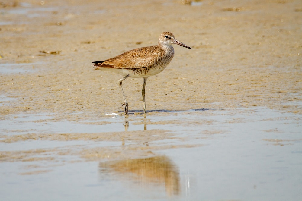 brown and white bird on water during daytime