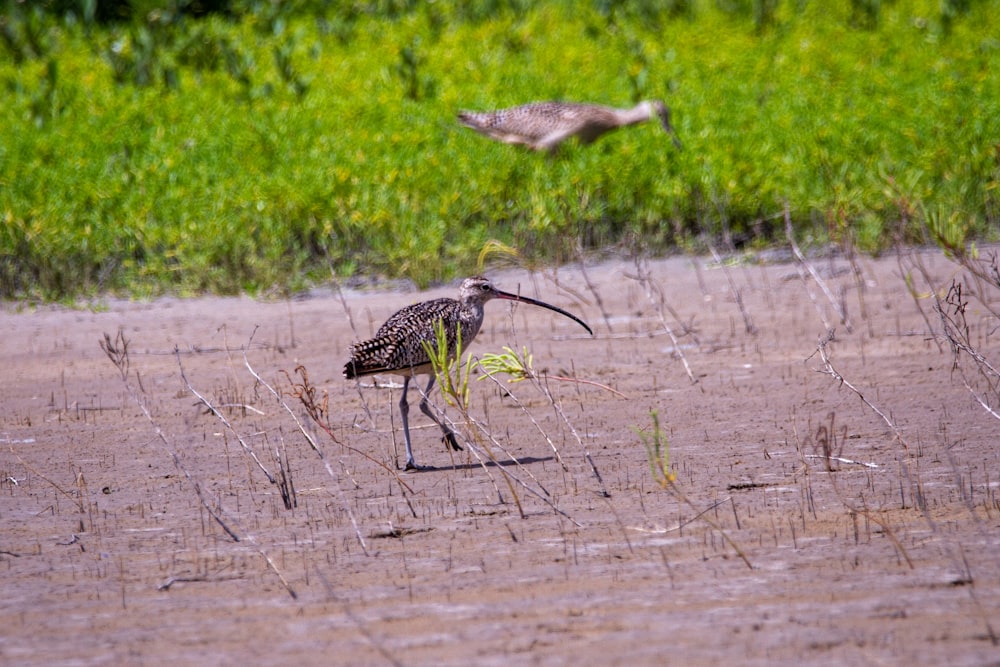 brown and black bird on brown soil during daytime