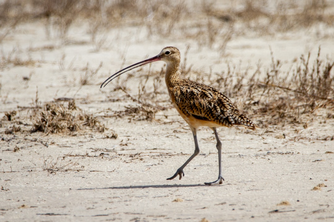 7 Unforgettable Experiences on Padre Island, Texas Beyond the Beach… — 7 Unforgettable Experiences on Padre Island,