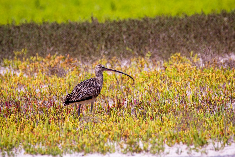 Brauner und weißer Vogel tagsüber auf grünem Grasfeld