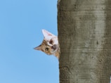 A curious cat peeks around the corner of a concrete wall against a clear blue sky. Its ears are perked up, and its eyes are wide open as if it's observing something interesting.