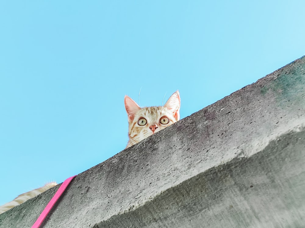 orange tabby cat on gray concrete wall under blue sky during daytime