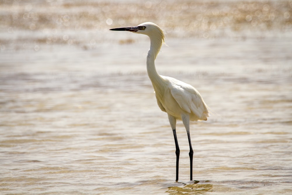 昼間の水上の白い長いくちばしの鳥