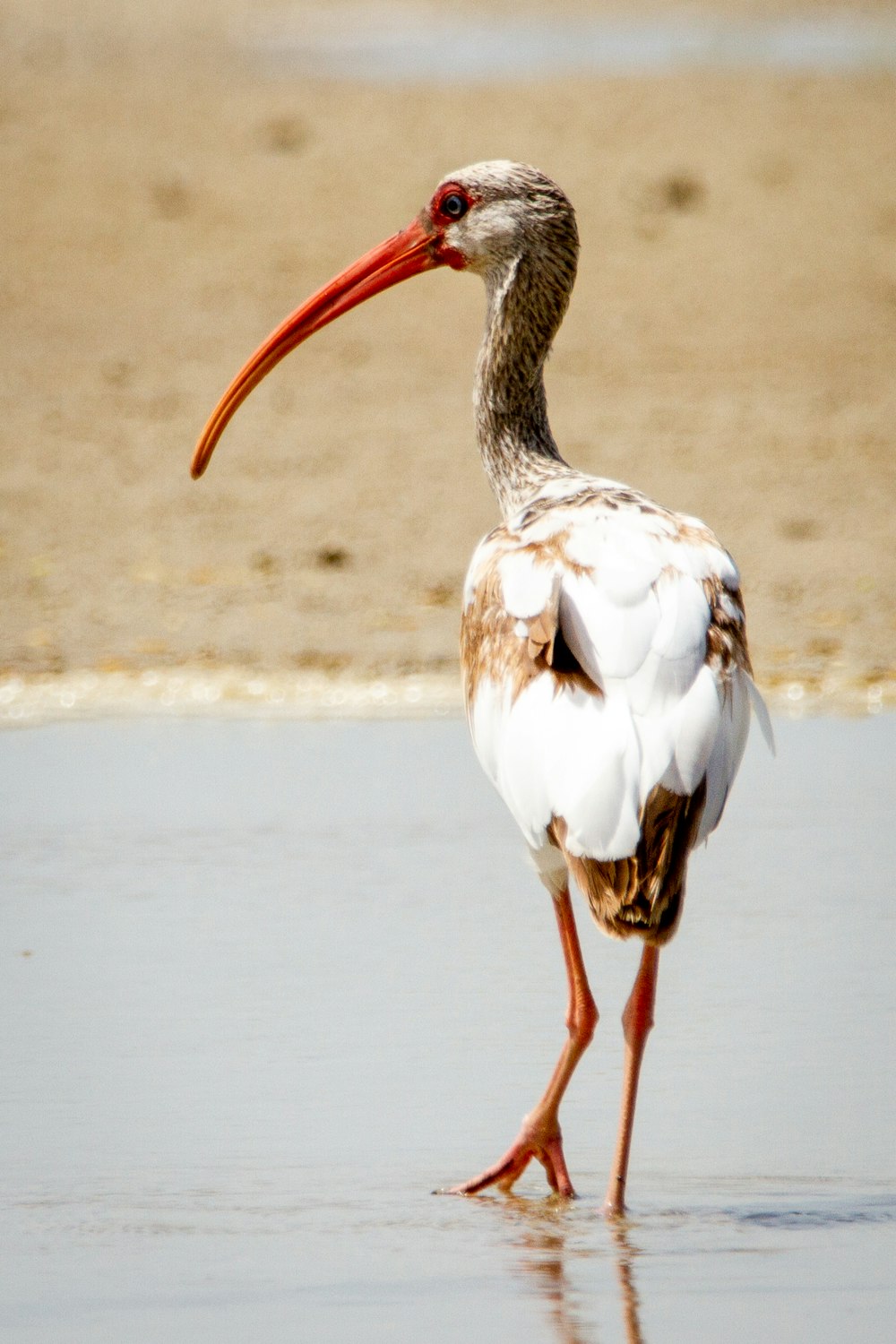 weißer und brauner Vogel tagsüber auf dem Wasser