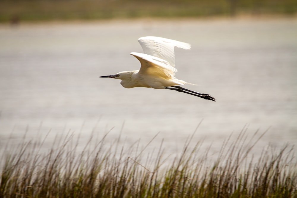 Weißer Vogel, der tagsüber über das Gewässer fliegt