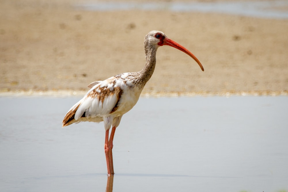 white and brown bird on brown sand during daytime