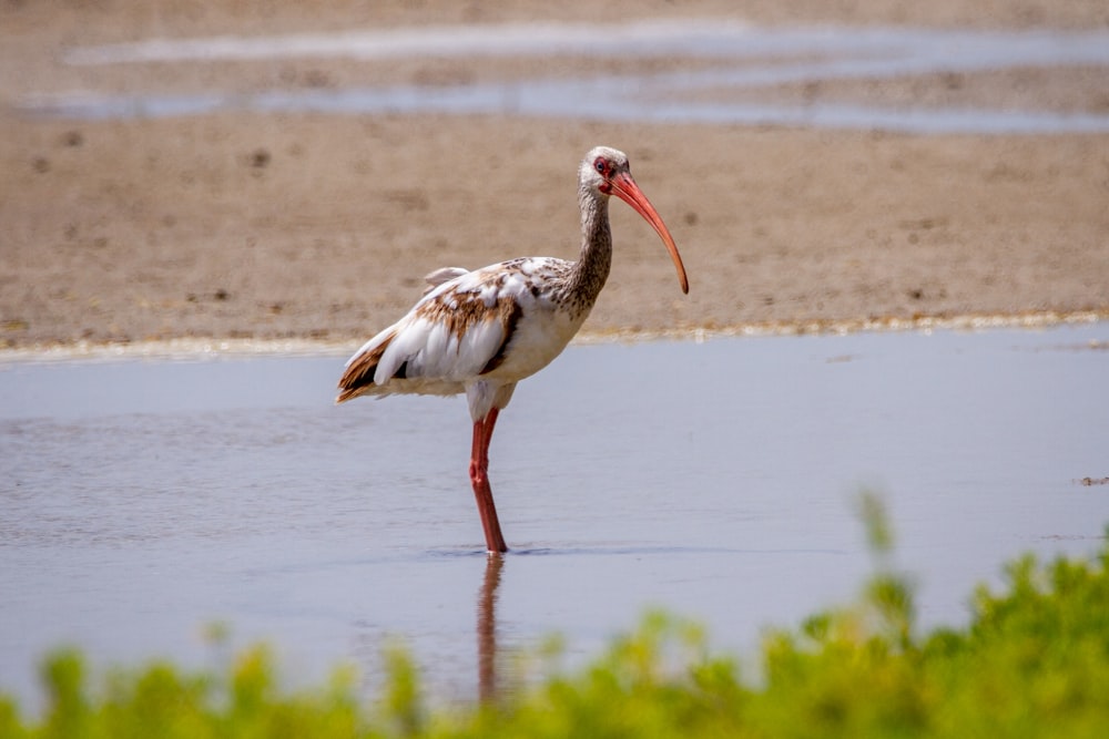 white and black bird on brown sand near body of water during daytime