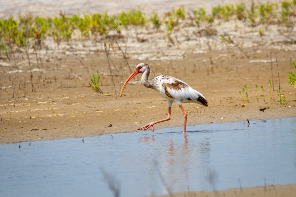 weißer und schwarzer Vogel tagsüber auf dem Wasser