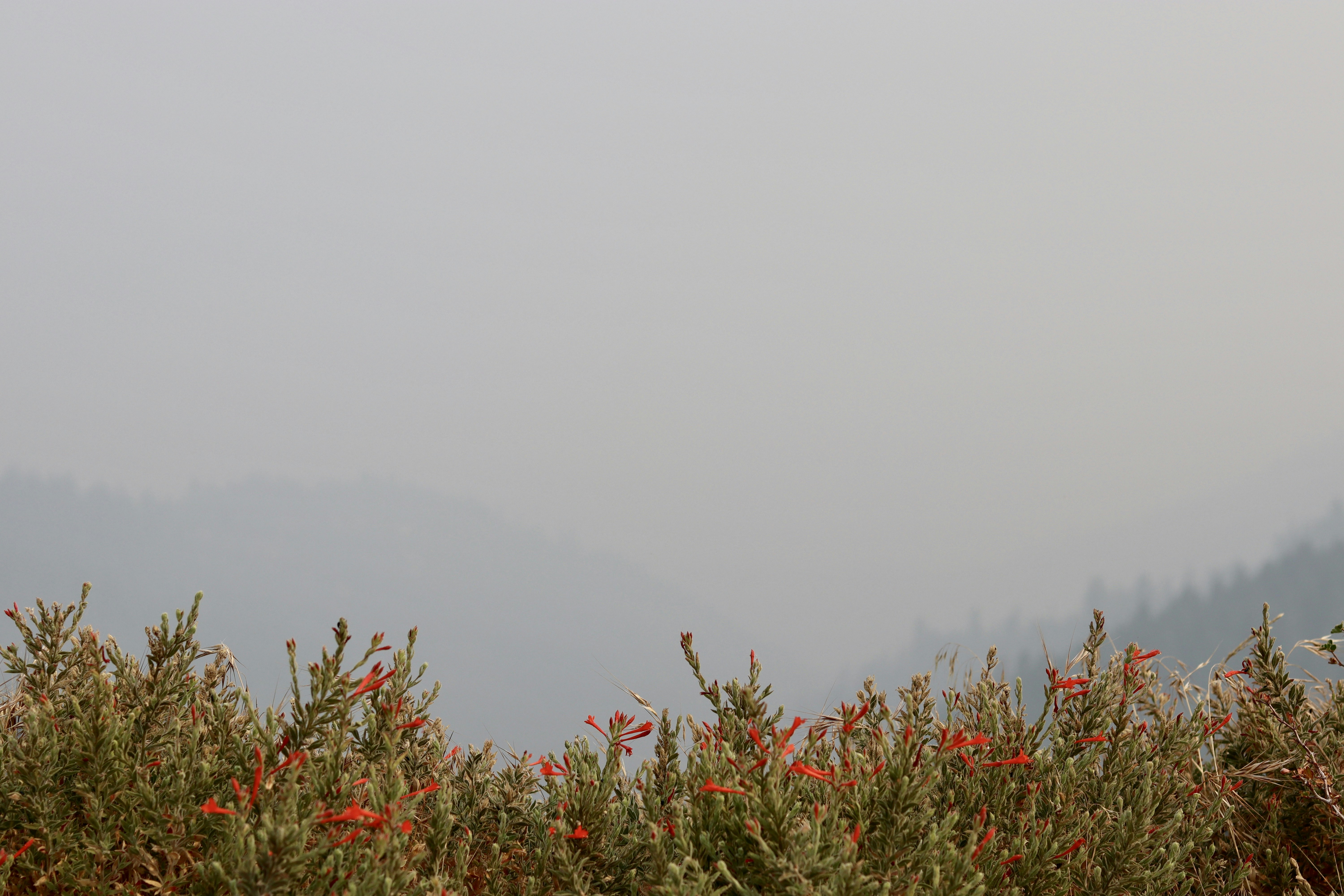 red flowers with green leaves