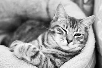 A happy cat lounging comfortably wearing a handmade shirt with playful prints.