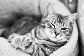 A cozy cat lounging on a soft bed with a serene expression.