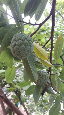 Close-up of bright tropical fruits like guava and mango hanging from cartoon-style trees.