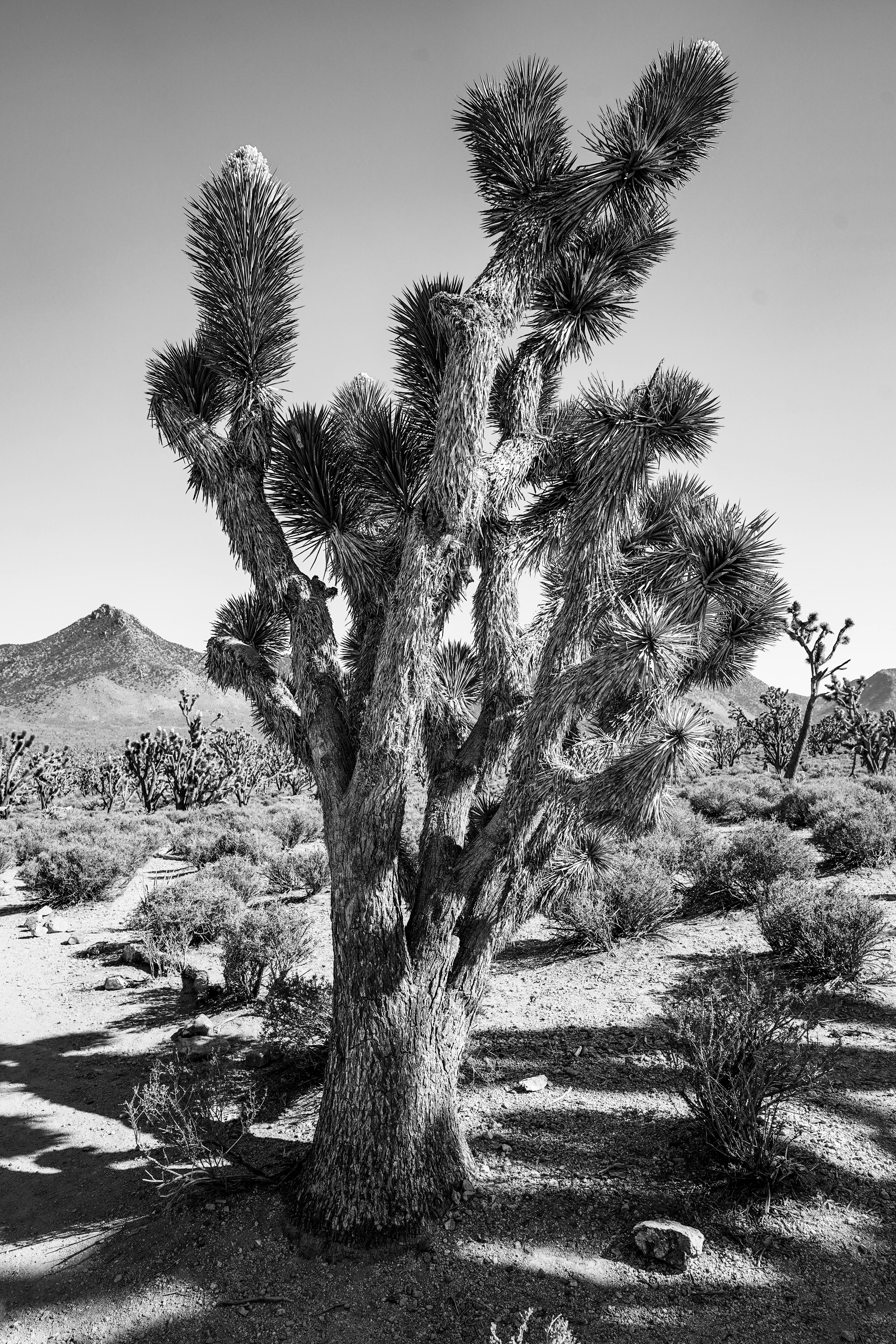 grayscale photo of trees near mountain
