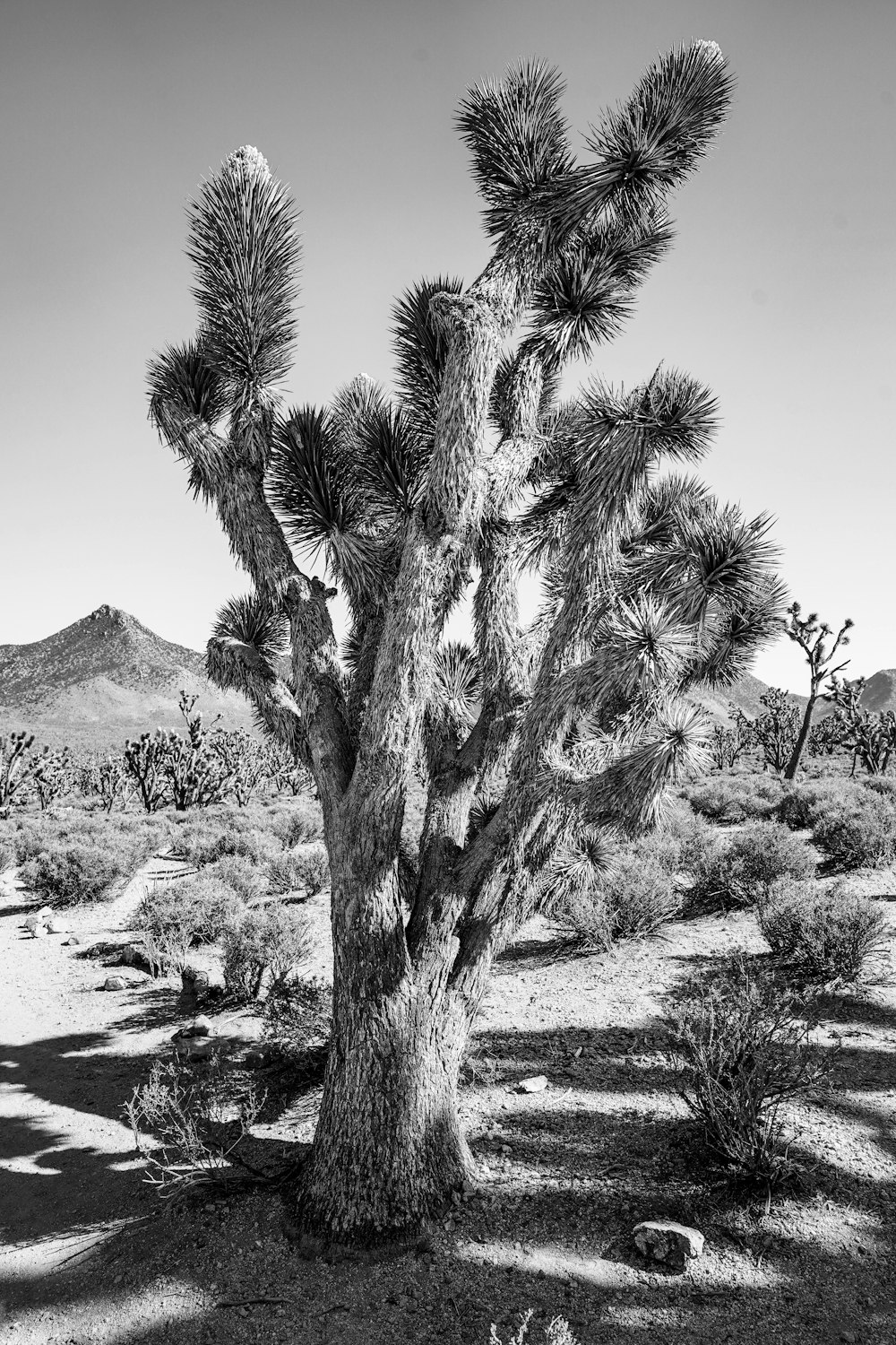 grayscale photo of trees near mountain