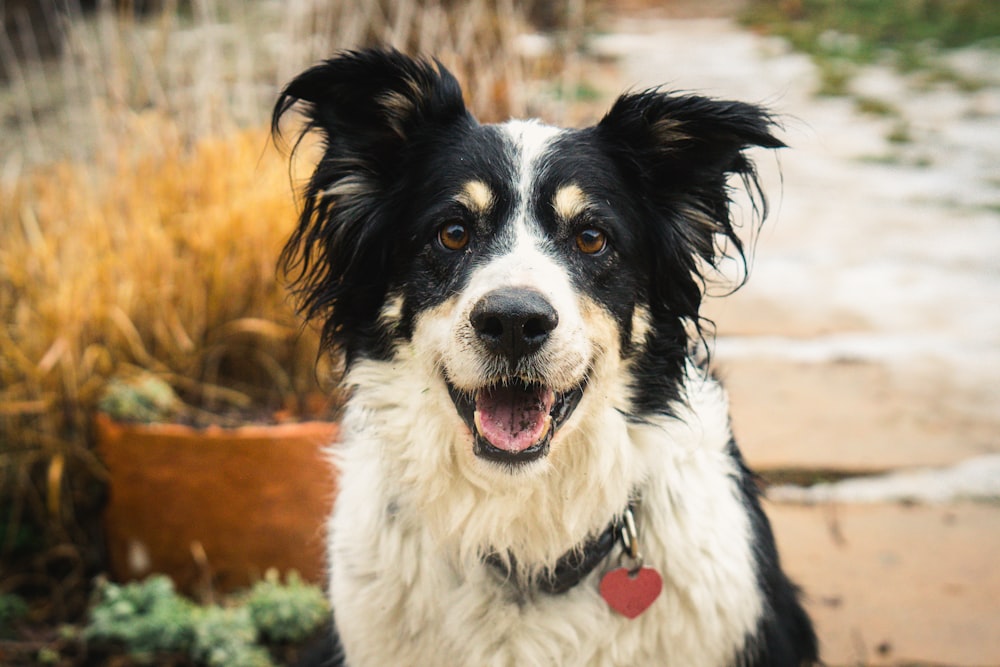 black and white border collie mix