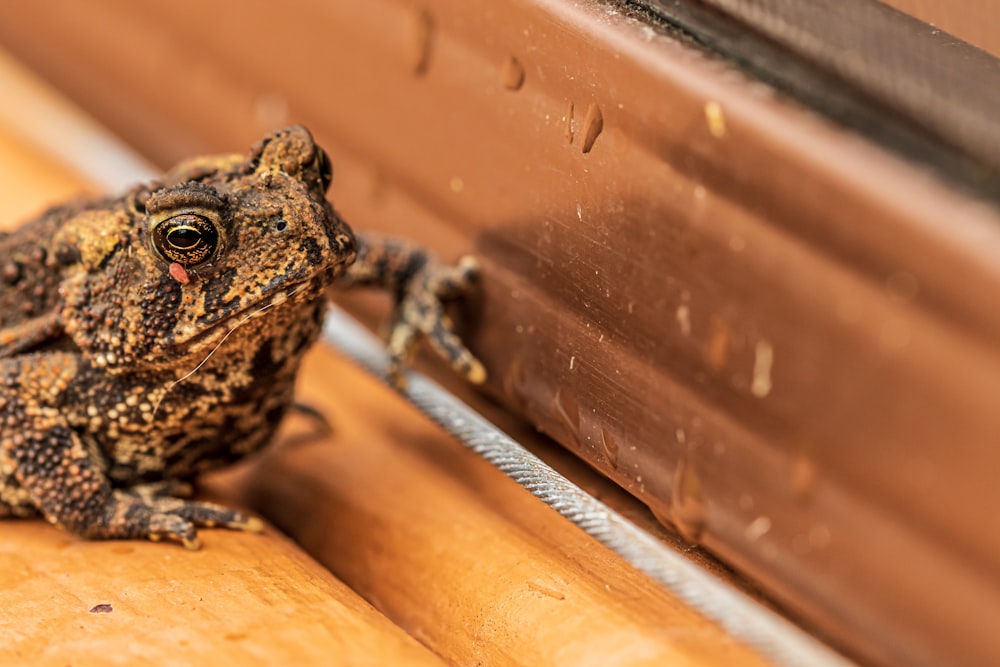 brown frog on brown wooden surface