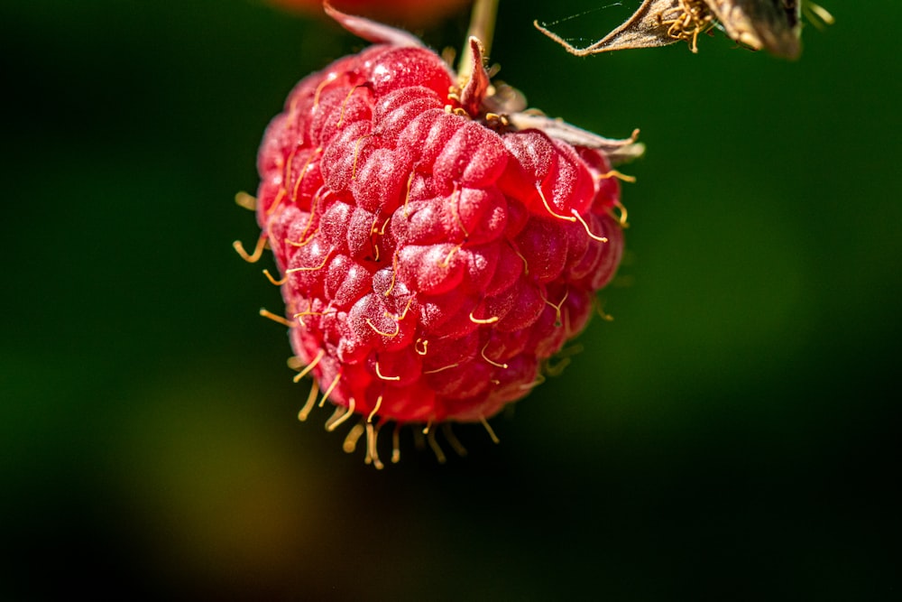 red strawberry fruit in macro shot