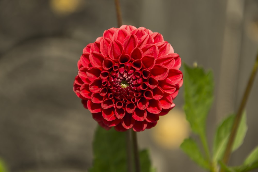 red flower in tilt shift lens