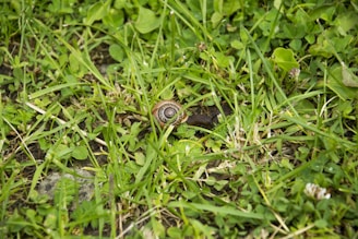 A small snail with a spiral shell is crawling on a patch of green grass. The surrounding area is dense with clovers and various types of grass, providing a natural, lush backdrop.