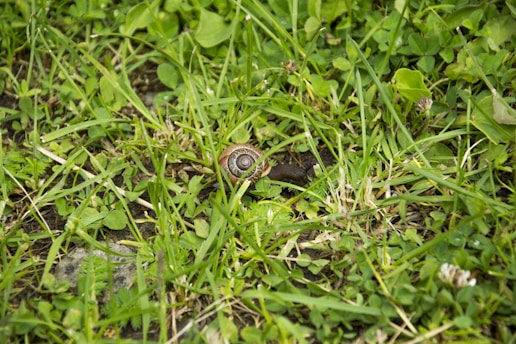 A small snail with a spiral shell is crawling on a patch of green grass. The surrounding area is dense with clovers and various types of grass, providing a natural, lush backdrop.