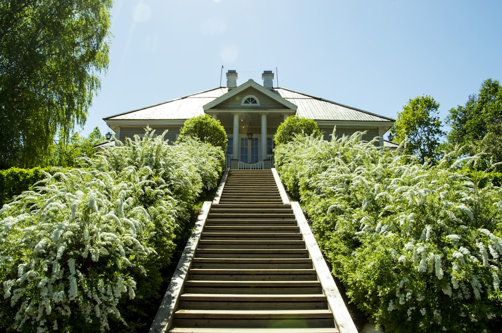 brown wooden stairs with green plants