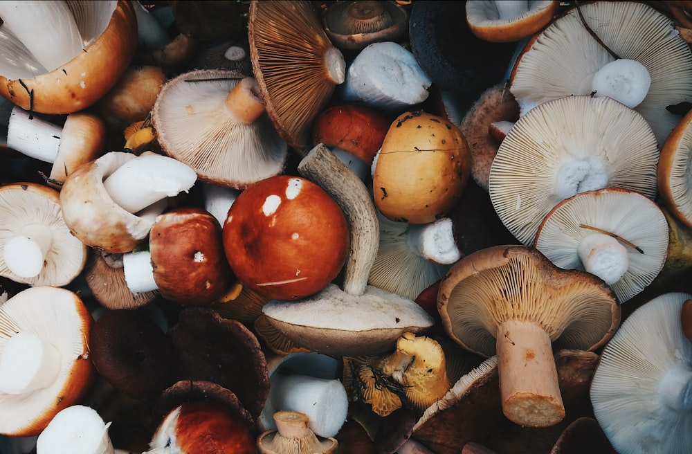 white and brown mushrooms on brown wooden surface