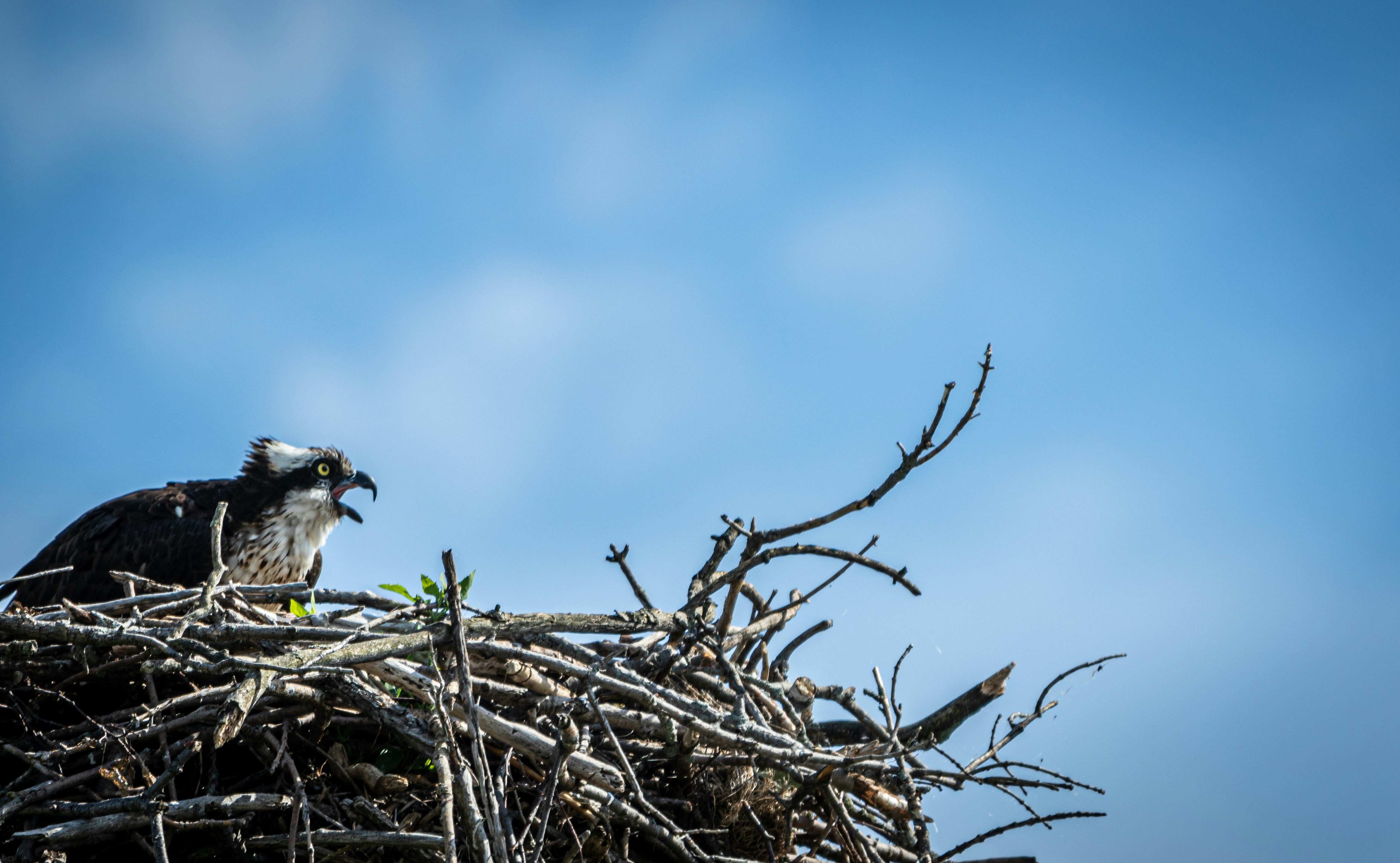 Photo by camerauthor