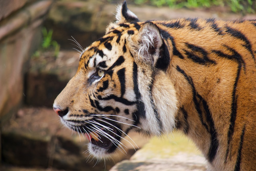 brown and black tiger on brown ground