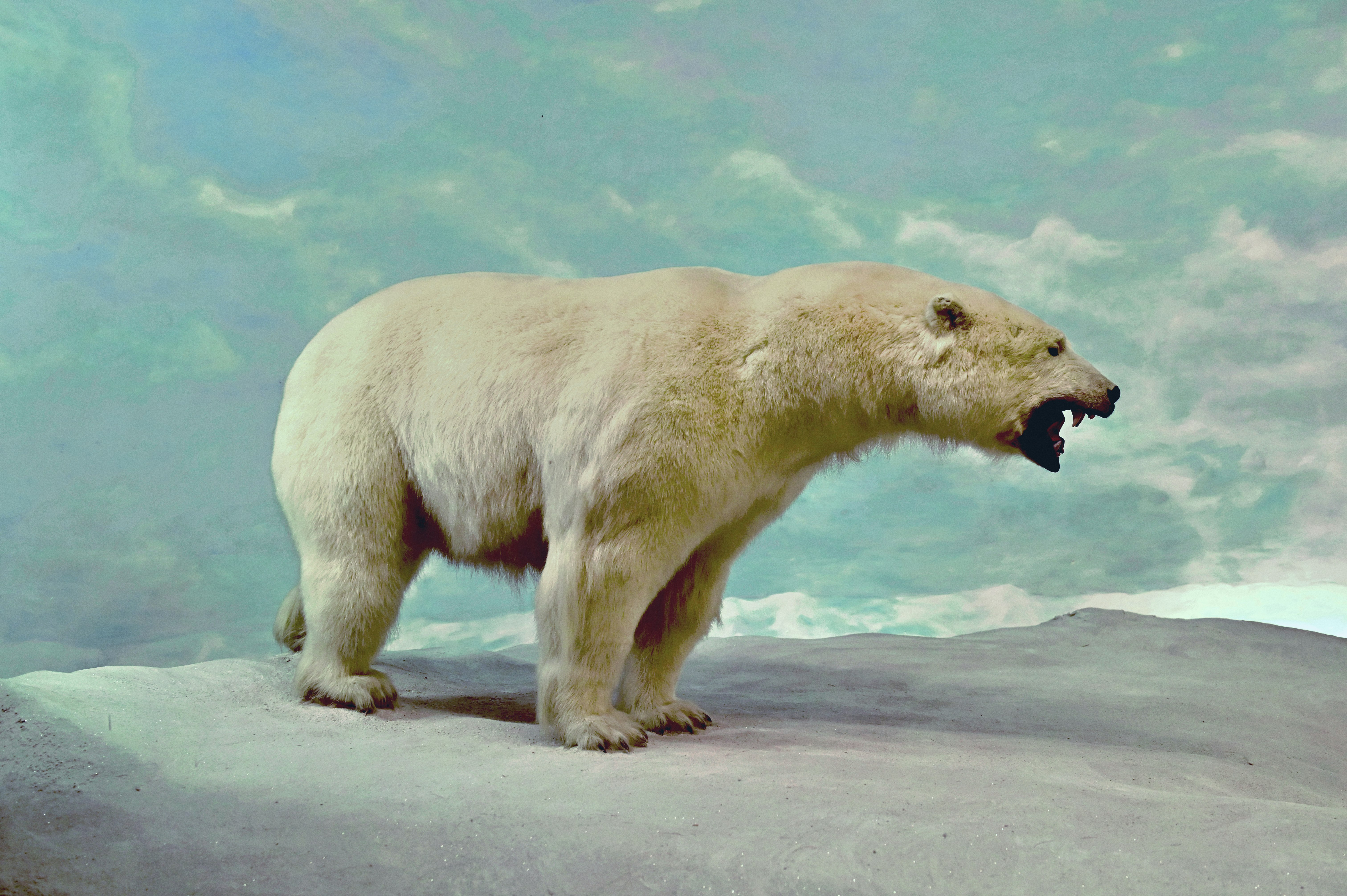 Polar bear diorama inside Museum of natural history in Mexico City