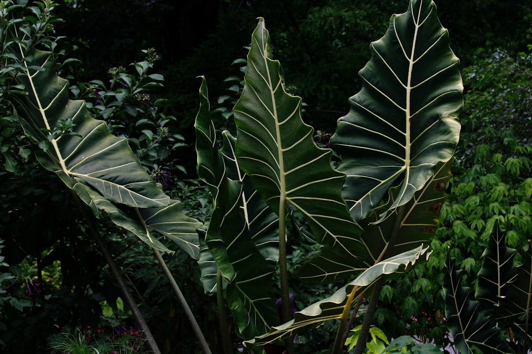 Jungle photo spot Victoria Stanley Park