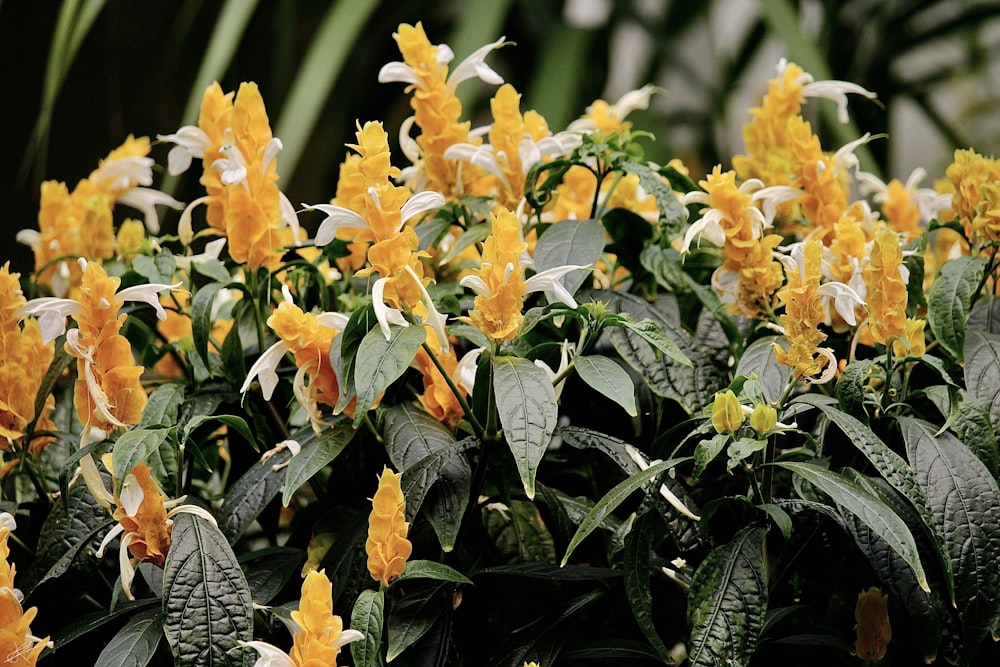 flores amarelas com folhas verdes