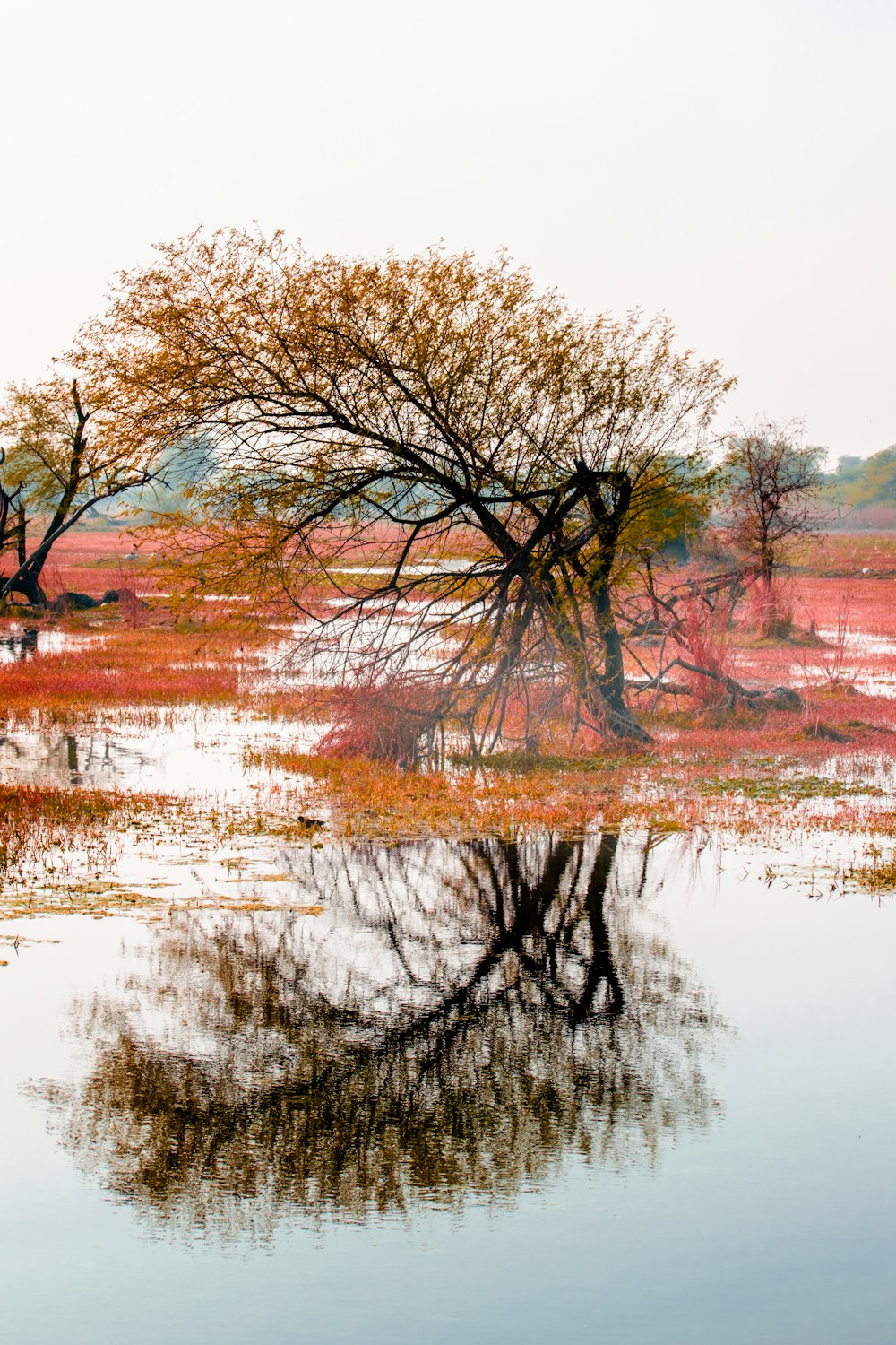 árboles marrones junto al cuerpo de agua durante el día