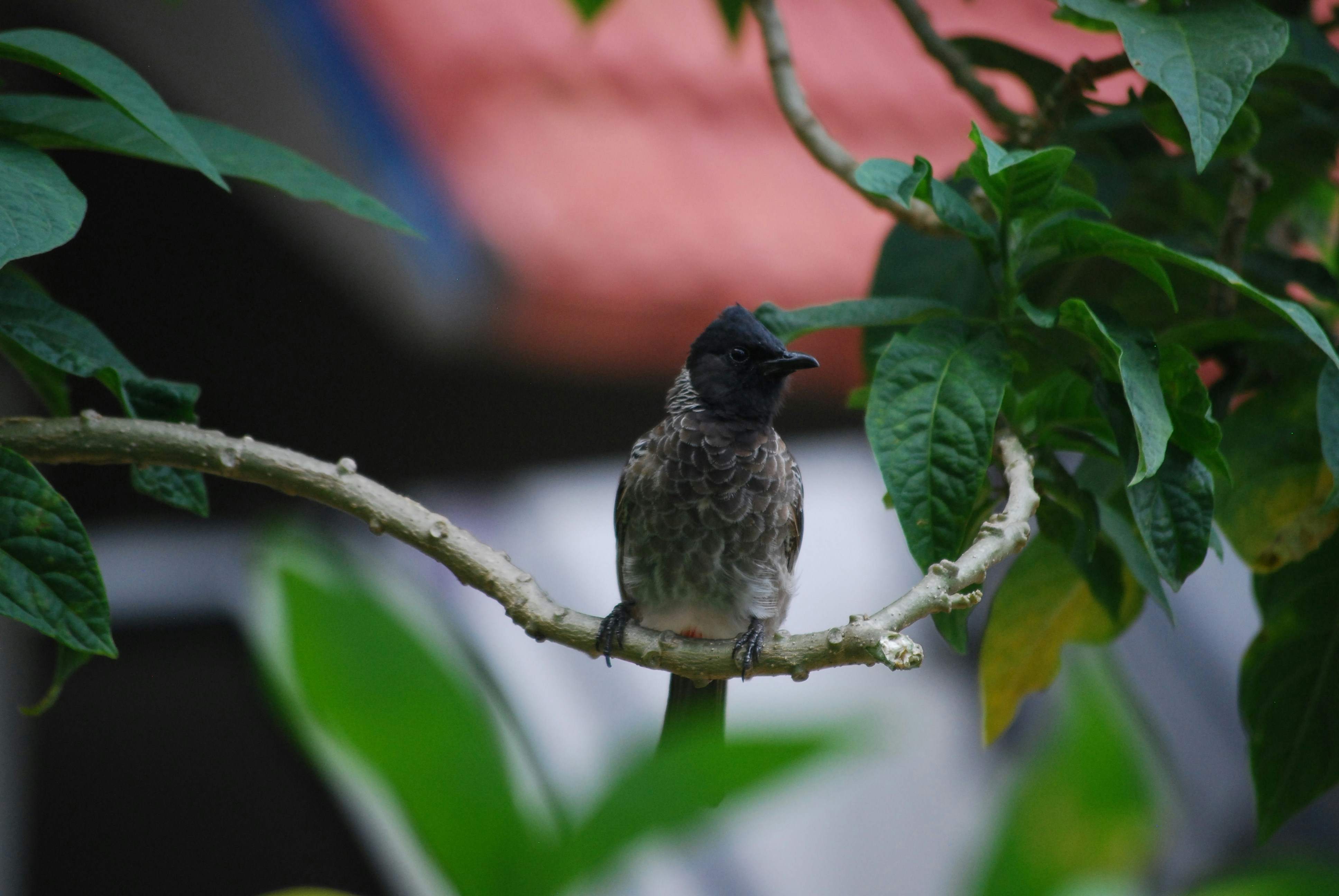 Photo by gnanaprakash