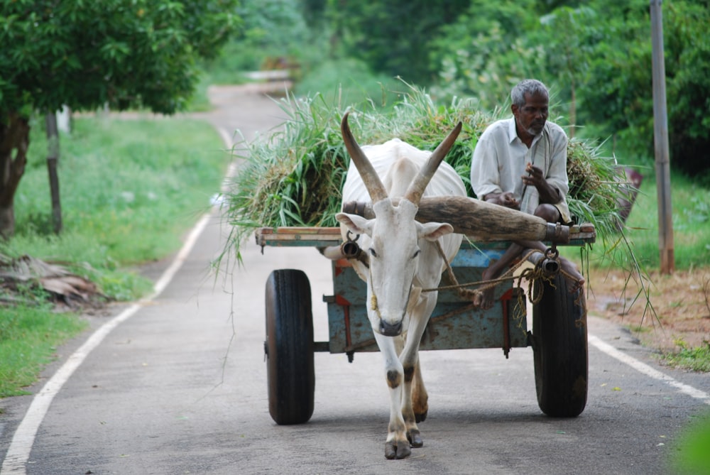 man in blue dress shirt riding on white cow on road during daytime