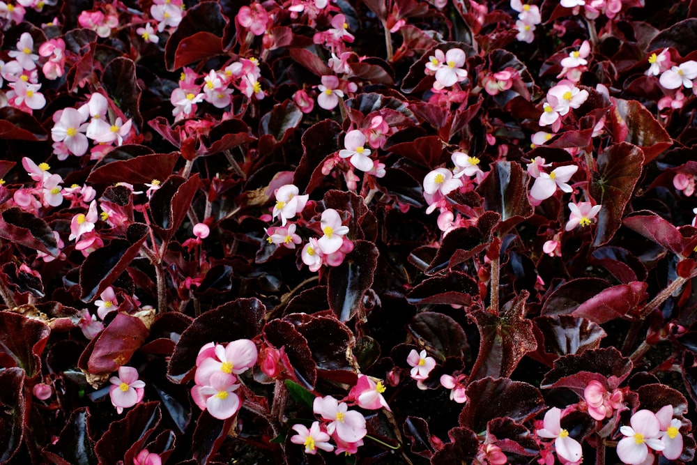 white and pink flowers with green leaves