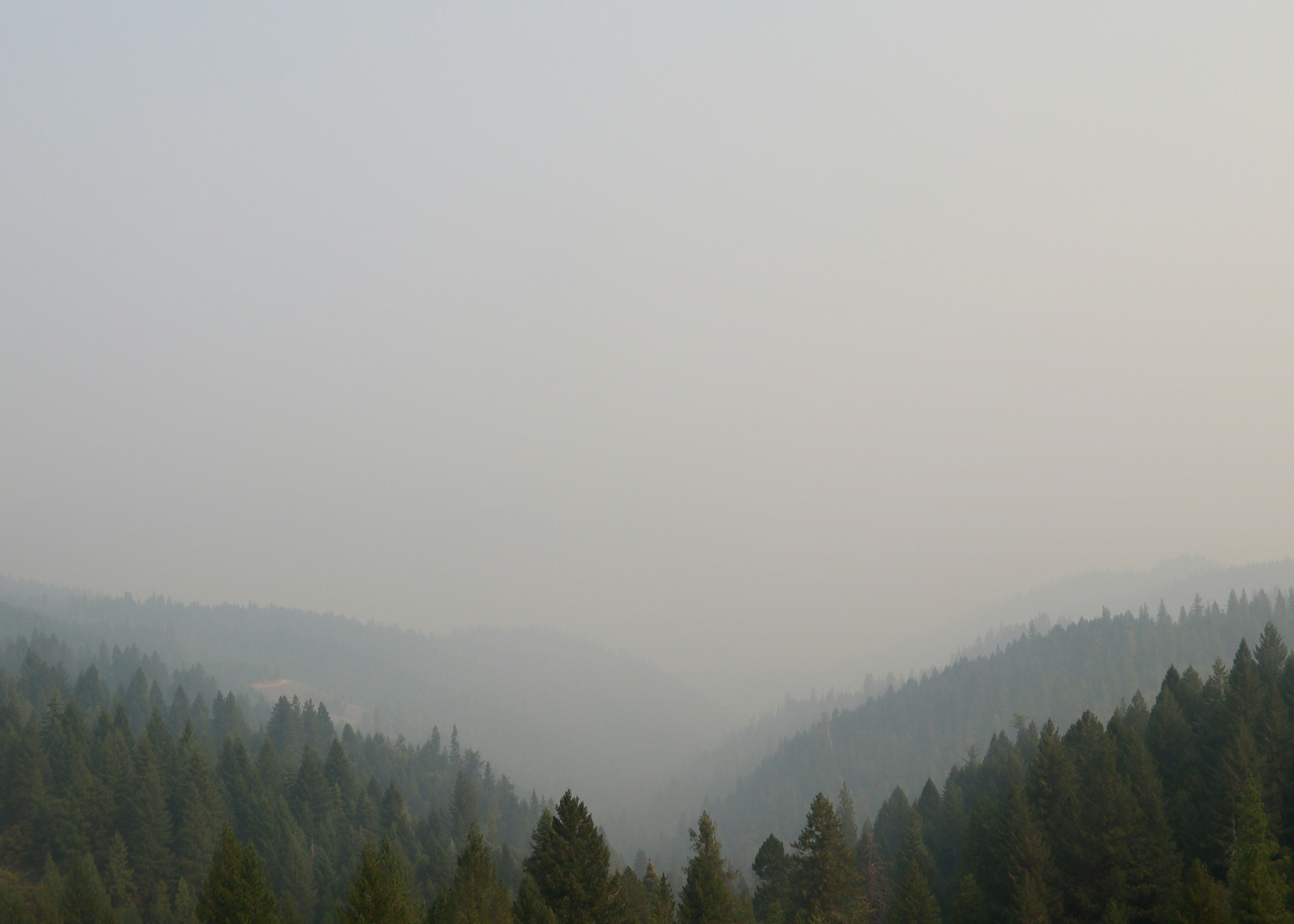 green trees on mountain during foggy day