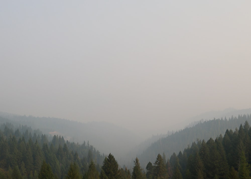 green trees on mountain during foggy day