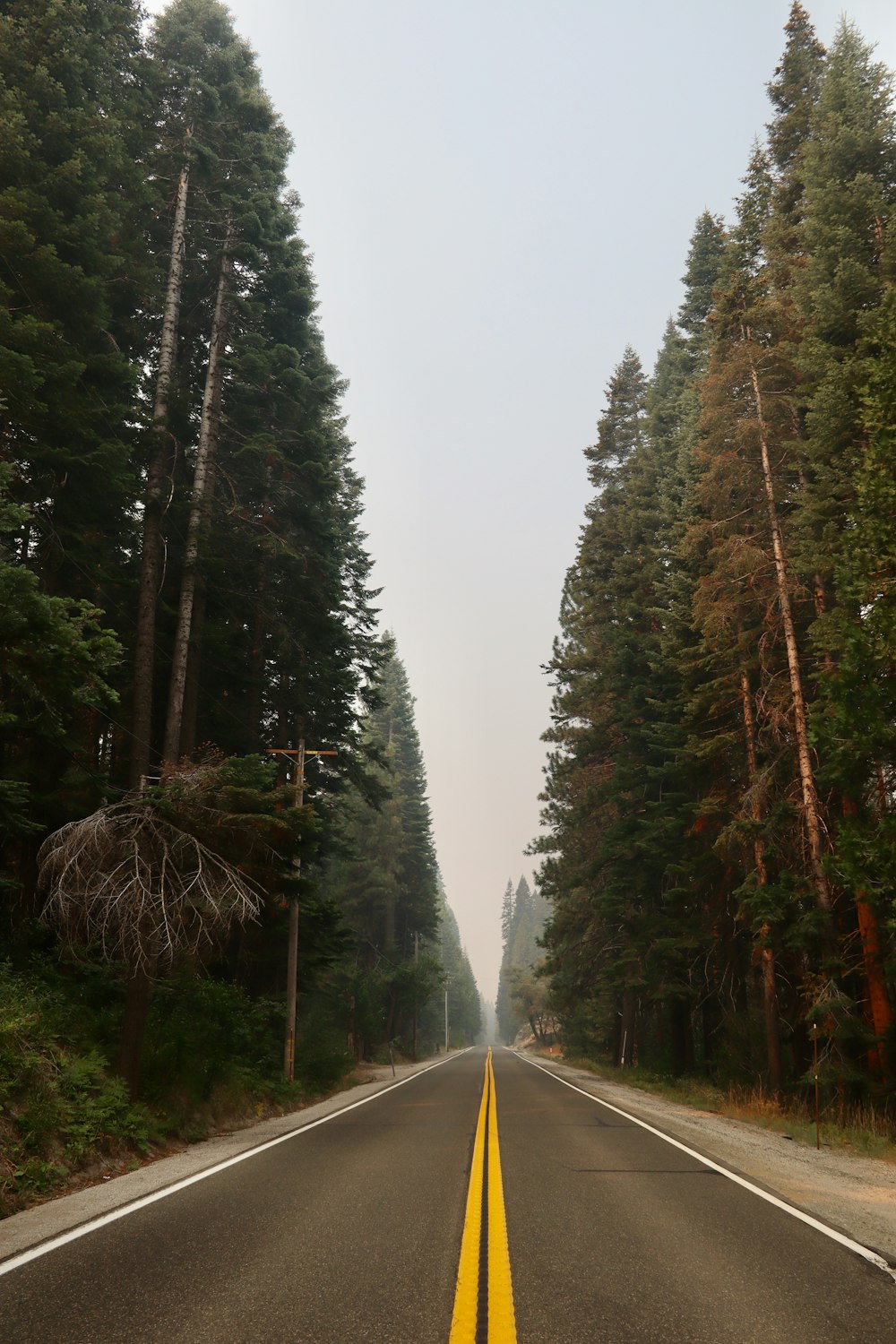 gray asphalt road between green trees during daytime