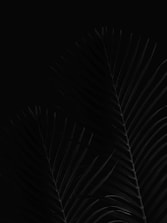 black and white leaf illustration