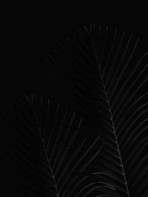 black and white leaf illustration