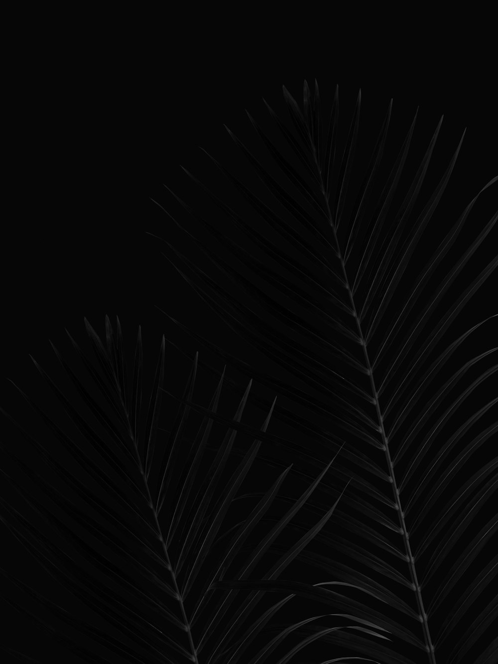 black and white leaf illustration