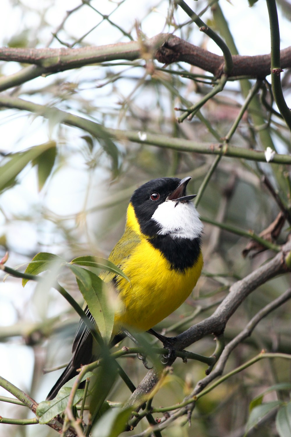 pássaro amarelo e preto no galho da árvore