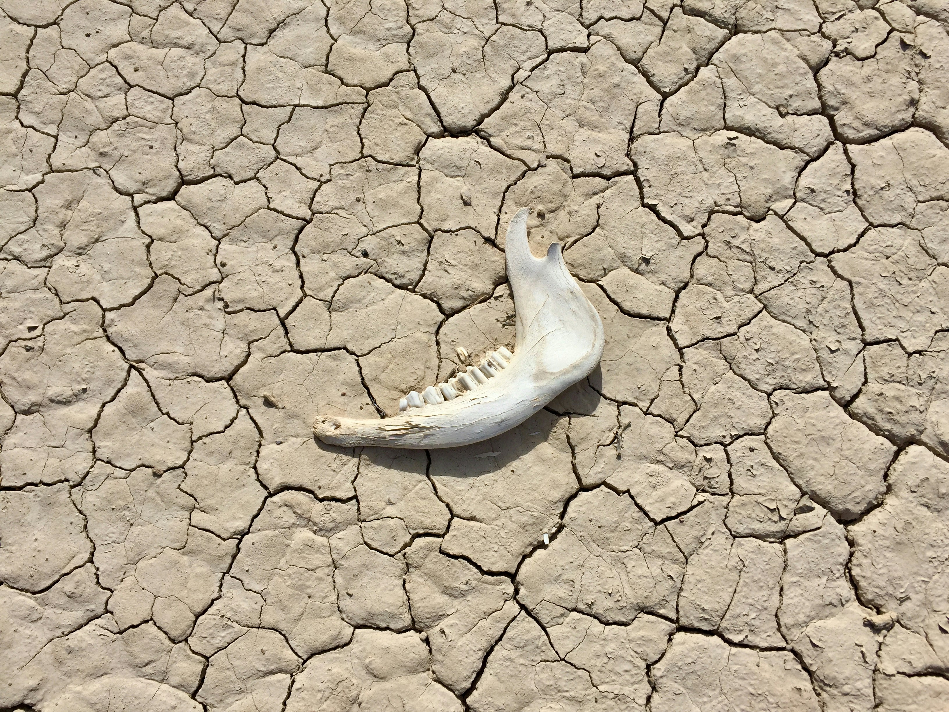 a dead bird on the ground in the desert
