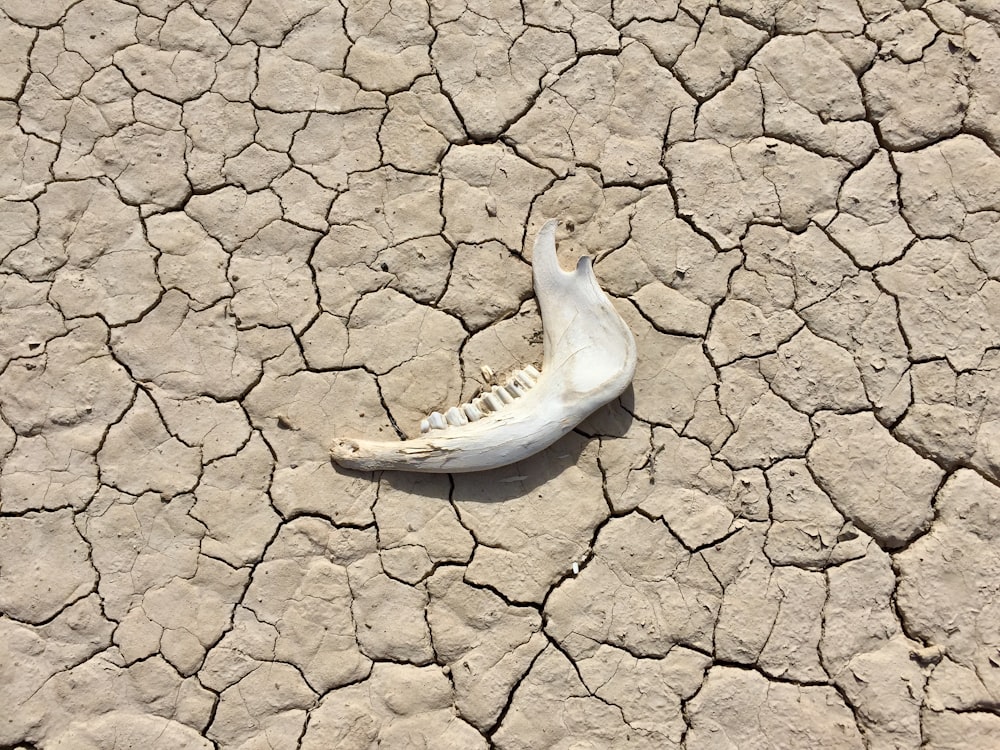 a dead bird on the ground in the desert