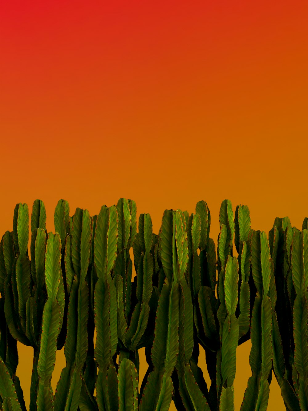 a group of green plants with a red sky in the background