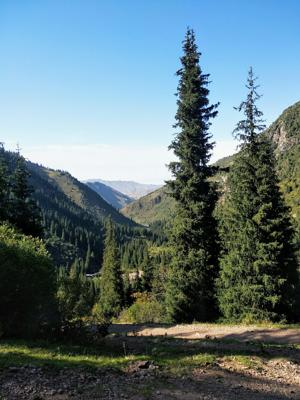 green pine trees on brown field near mountain under blue sky during daytime