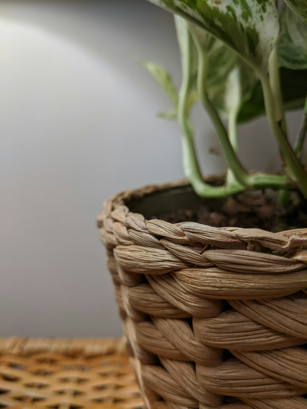 green plant in brown woven basket