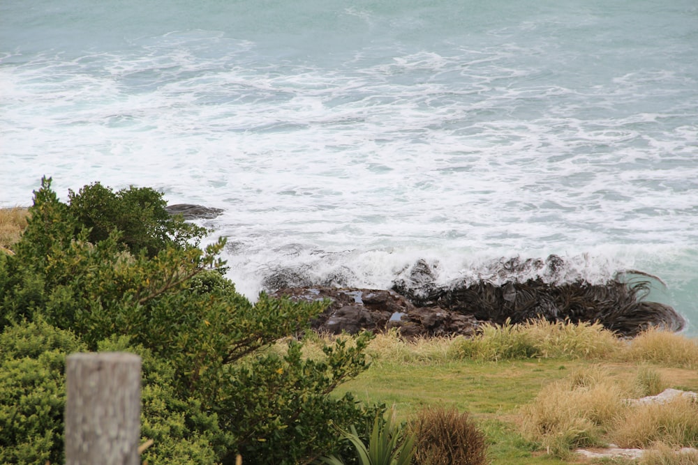 green grass near sea waves during daytime