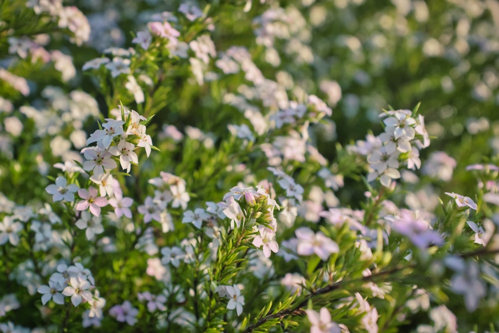 white flowers with green leaves