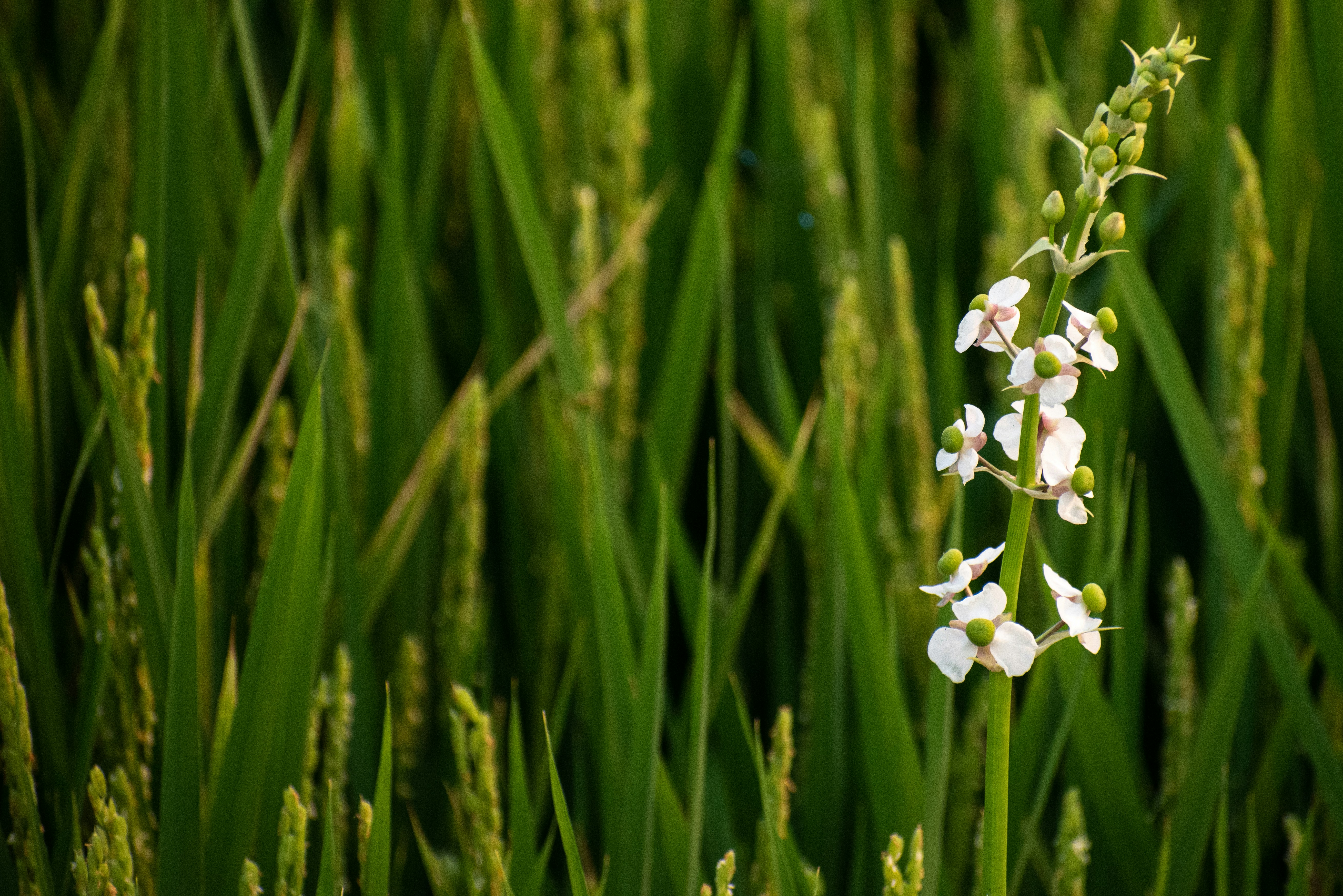 Photo by elisastonephotography